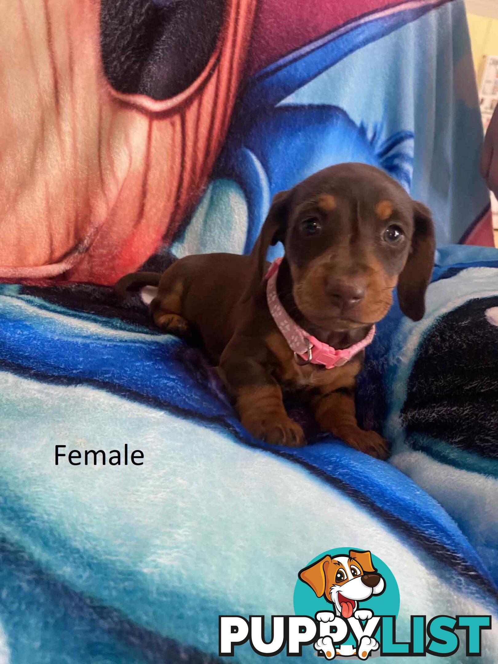 Miniature Dachshund Pupies