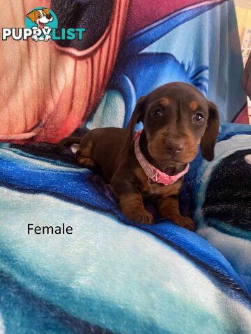 Miniature Dachshund Pupies