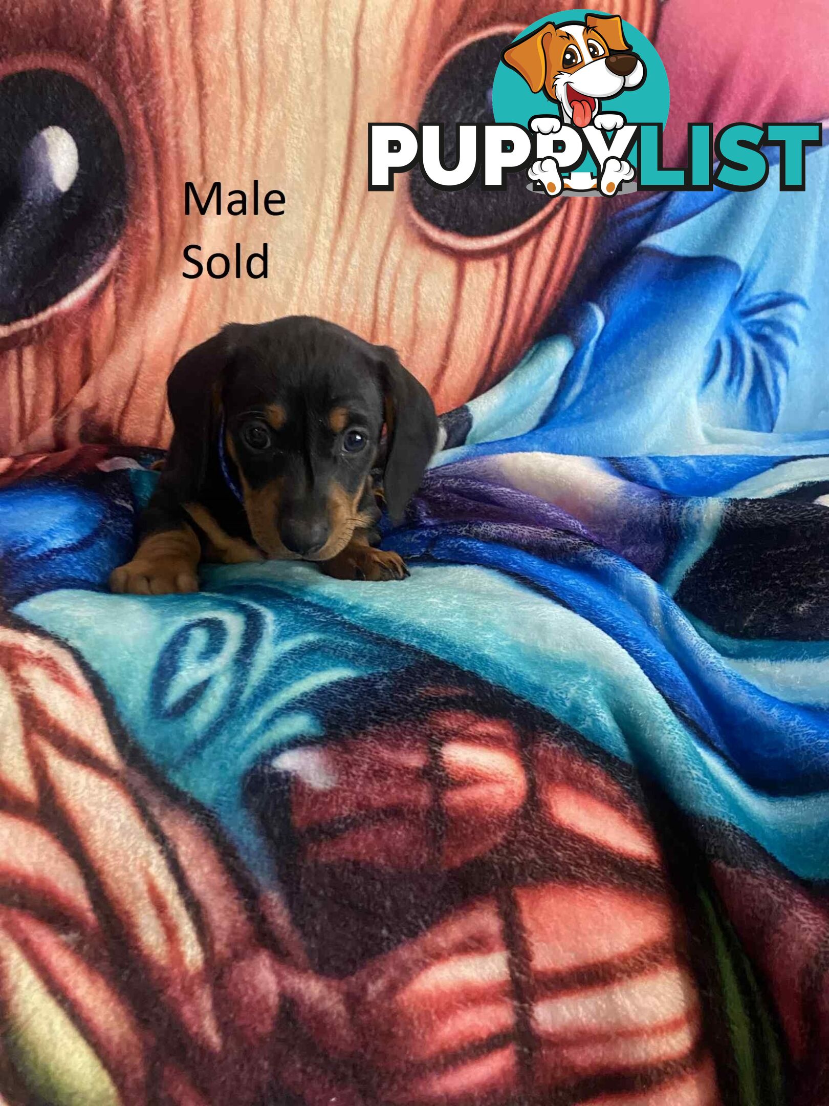 Miniature Dachshund Pupies