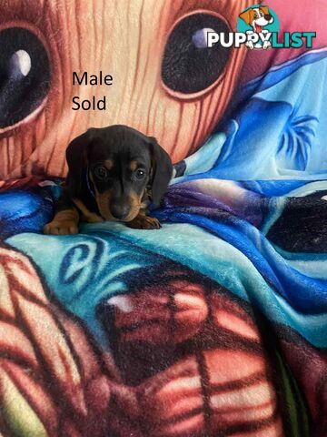 Miniature Dachshund Pupies