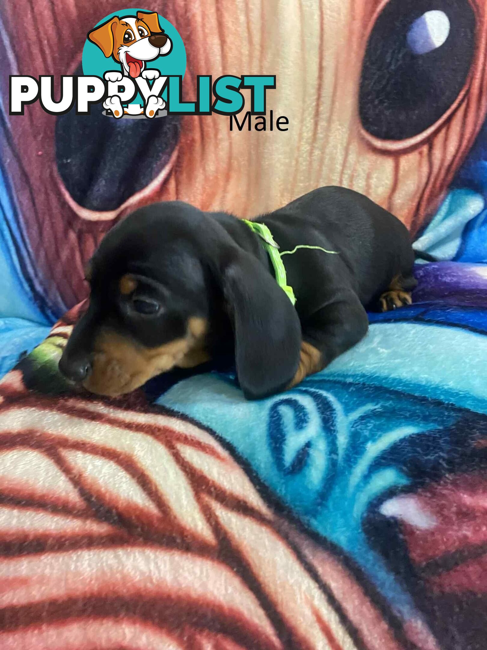 Miniature Dachshund Pupies