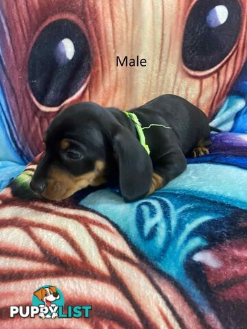 Miniature Dachshund Pupies