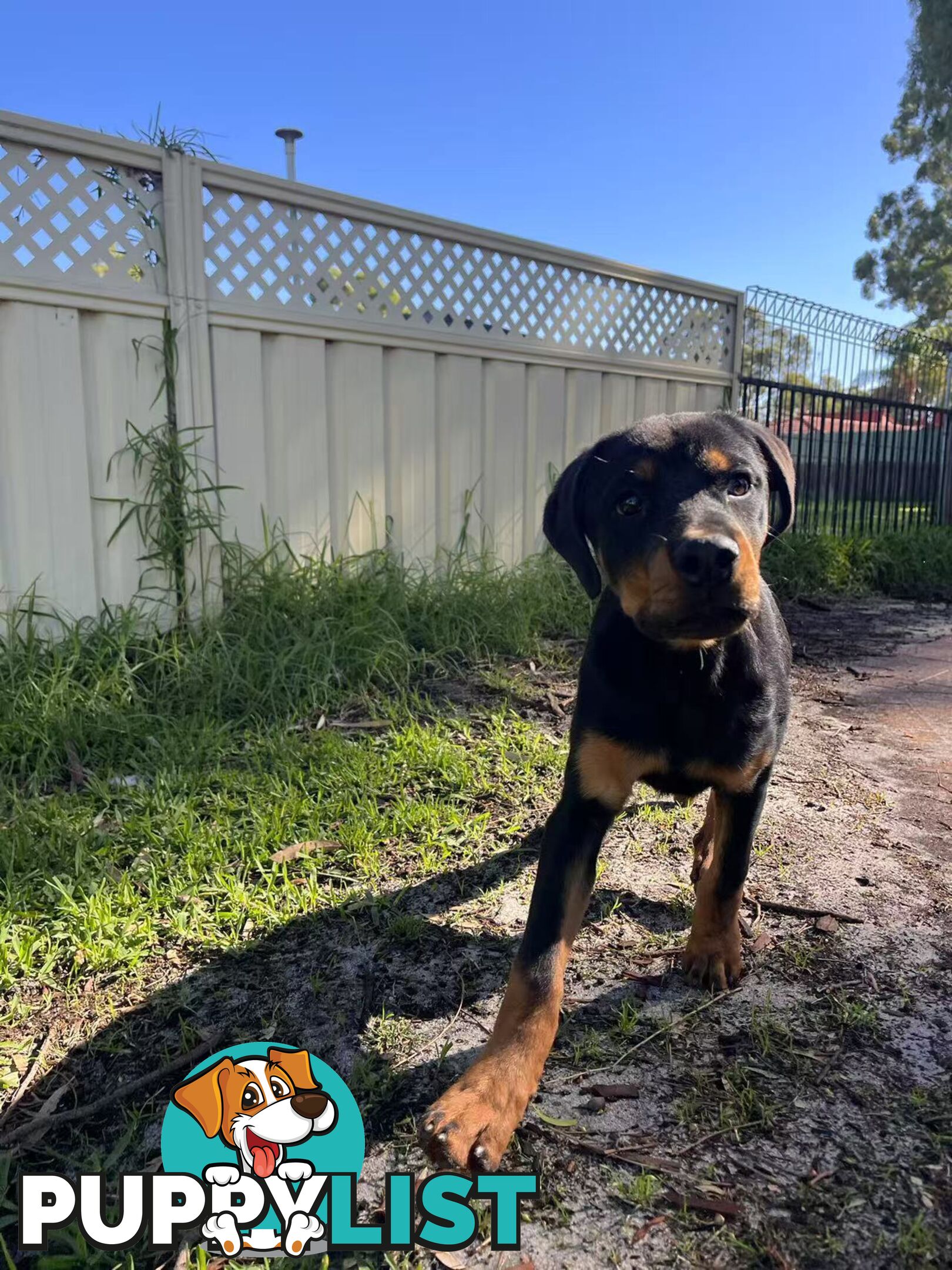 Purebred Female Rottweiler Puppies Ready to go