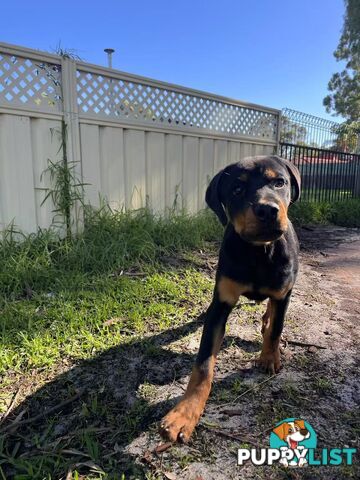 Purebred Female Rottweiler Puppies Ready to go