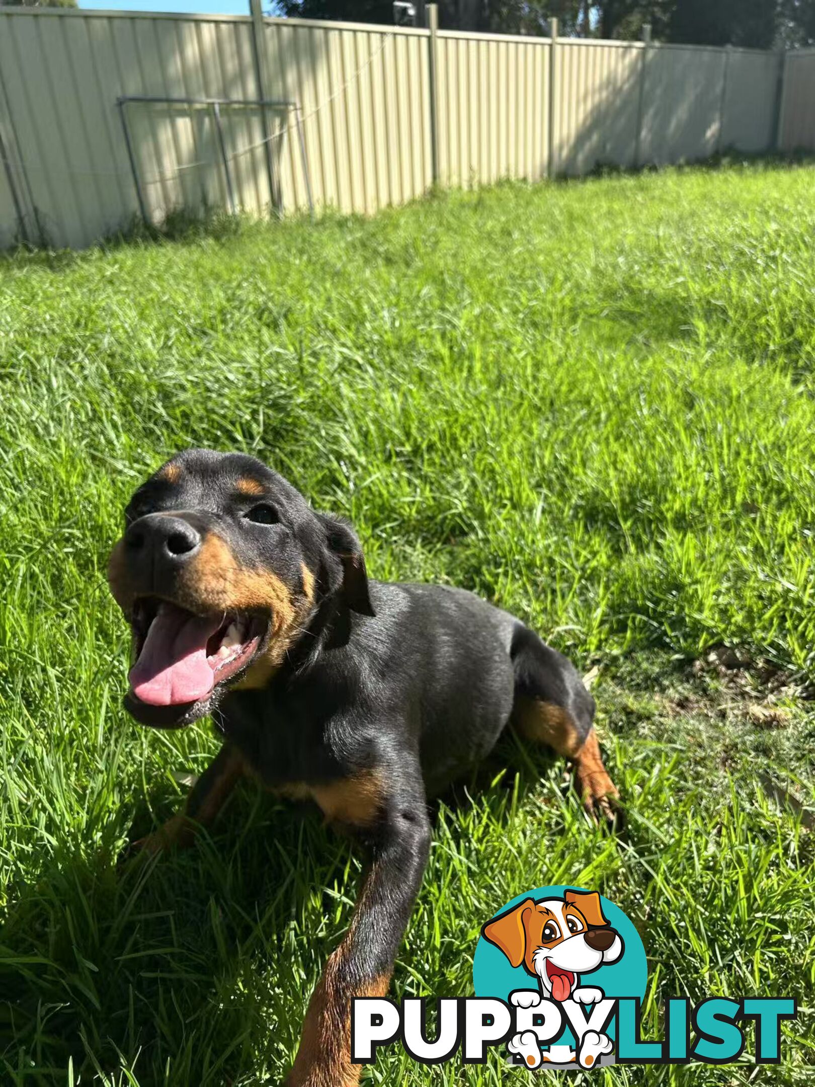 Purebred Female Rottweiler Puppies Ready to go