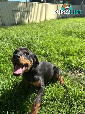 Purebred Female Rottweiler Puppies Ready to go