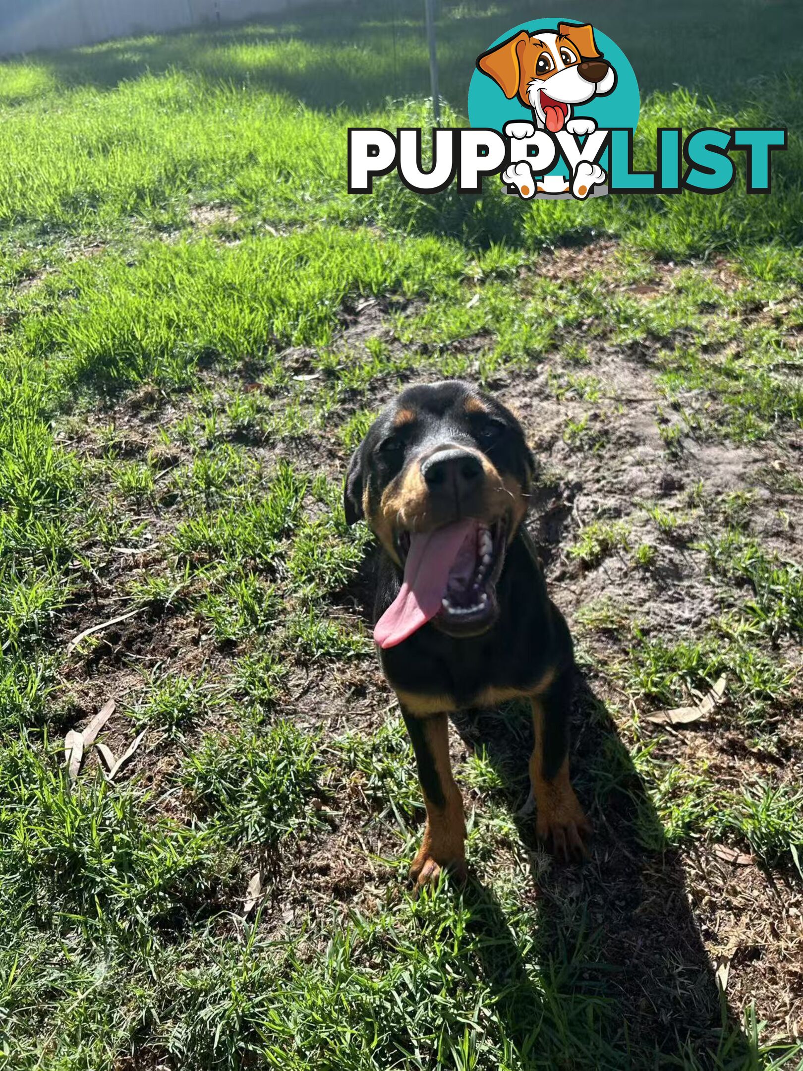 Purebred Female Rottweiler Puppies Ready to go