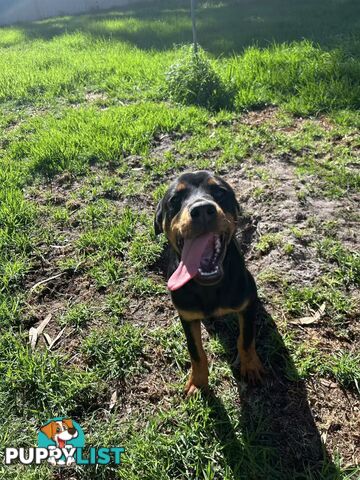 Purebred Female Rottweiler Puppies Ready to go