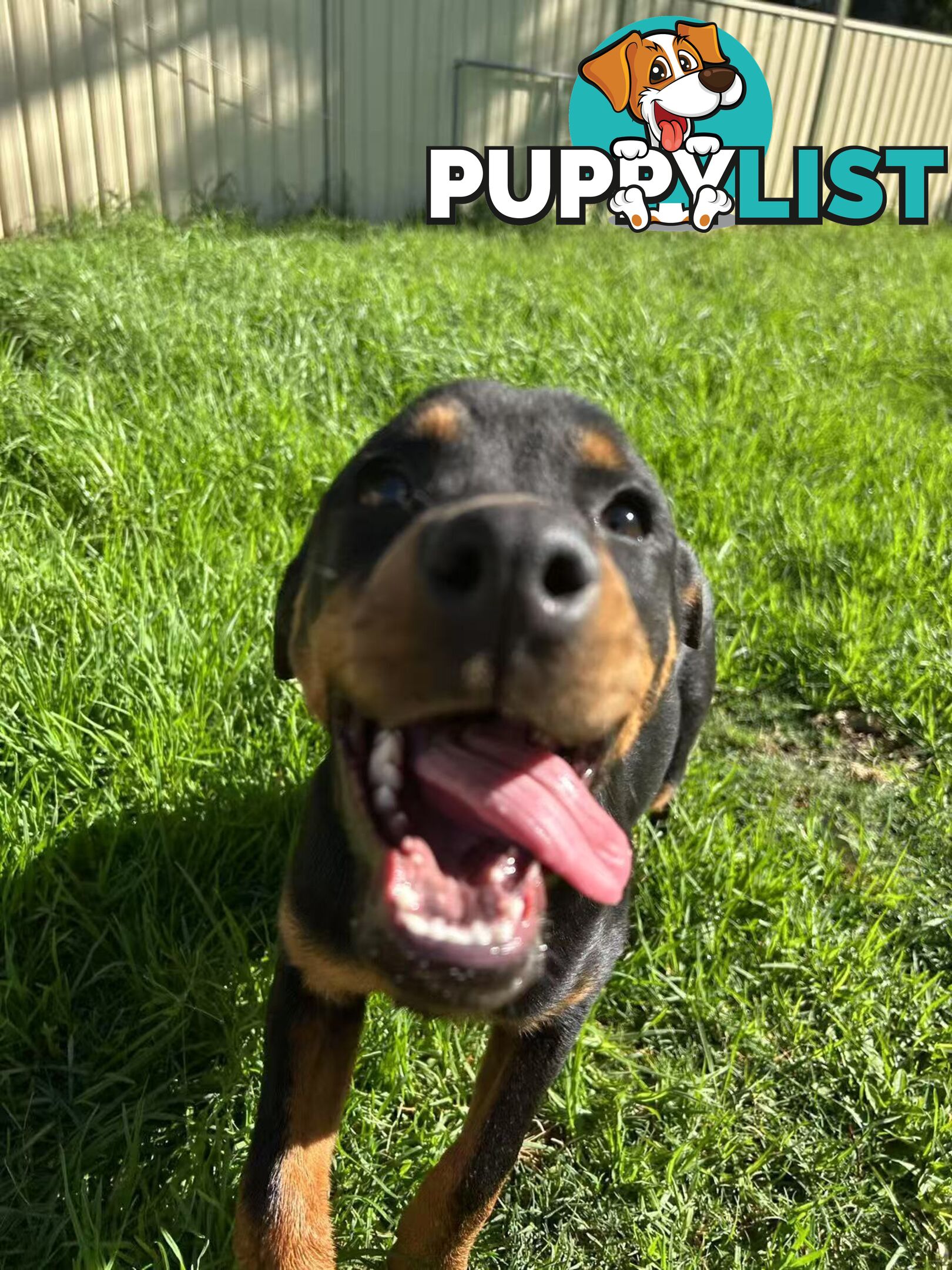 Purebred Female Rottweiler Puppies Ready to go