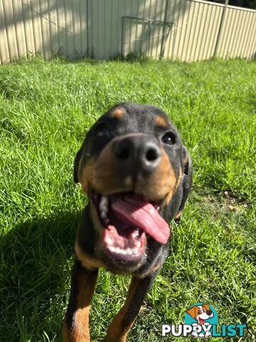 Purebred Female Rottweiler Puppies Ready to go