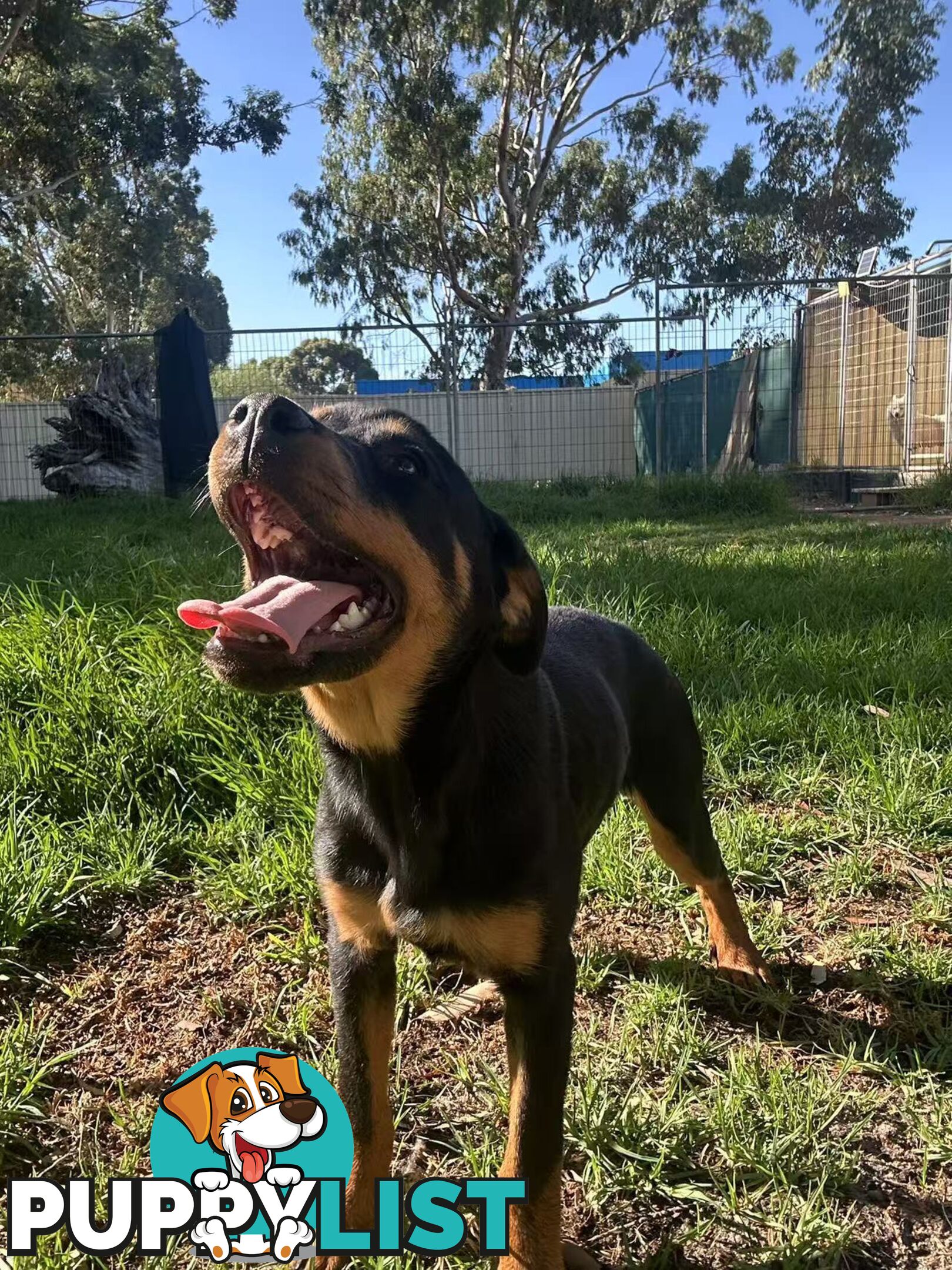 Purebred Female Rottweiler Puppies Ready to go