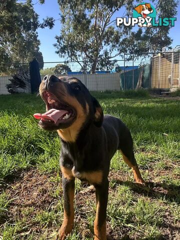 Purebred Female Rottweiler Puppies Ready to go