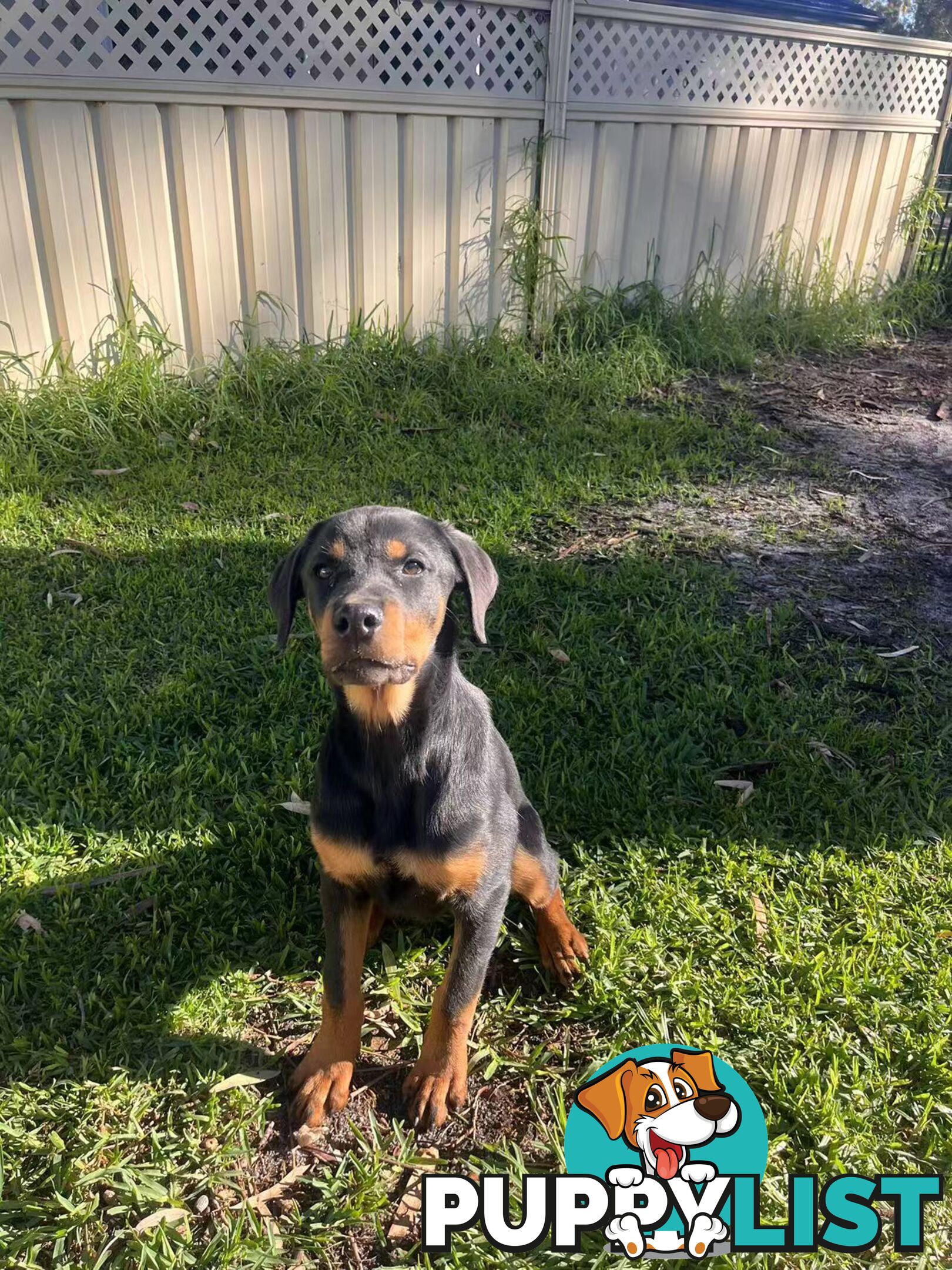 Purebred Female Rottweiler Puppies Ready to go