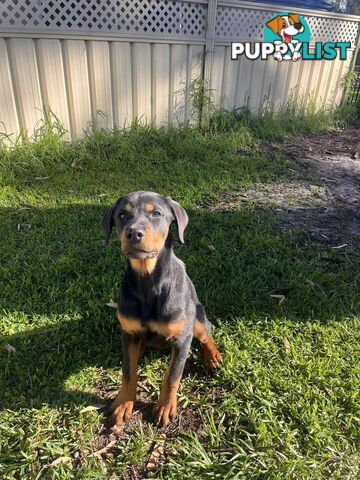 Purebred Female Rottweiler Puppies Ready to go