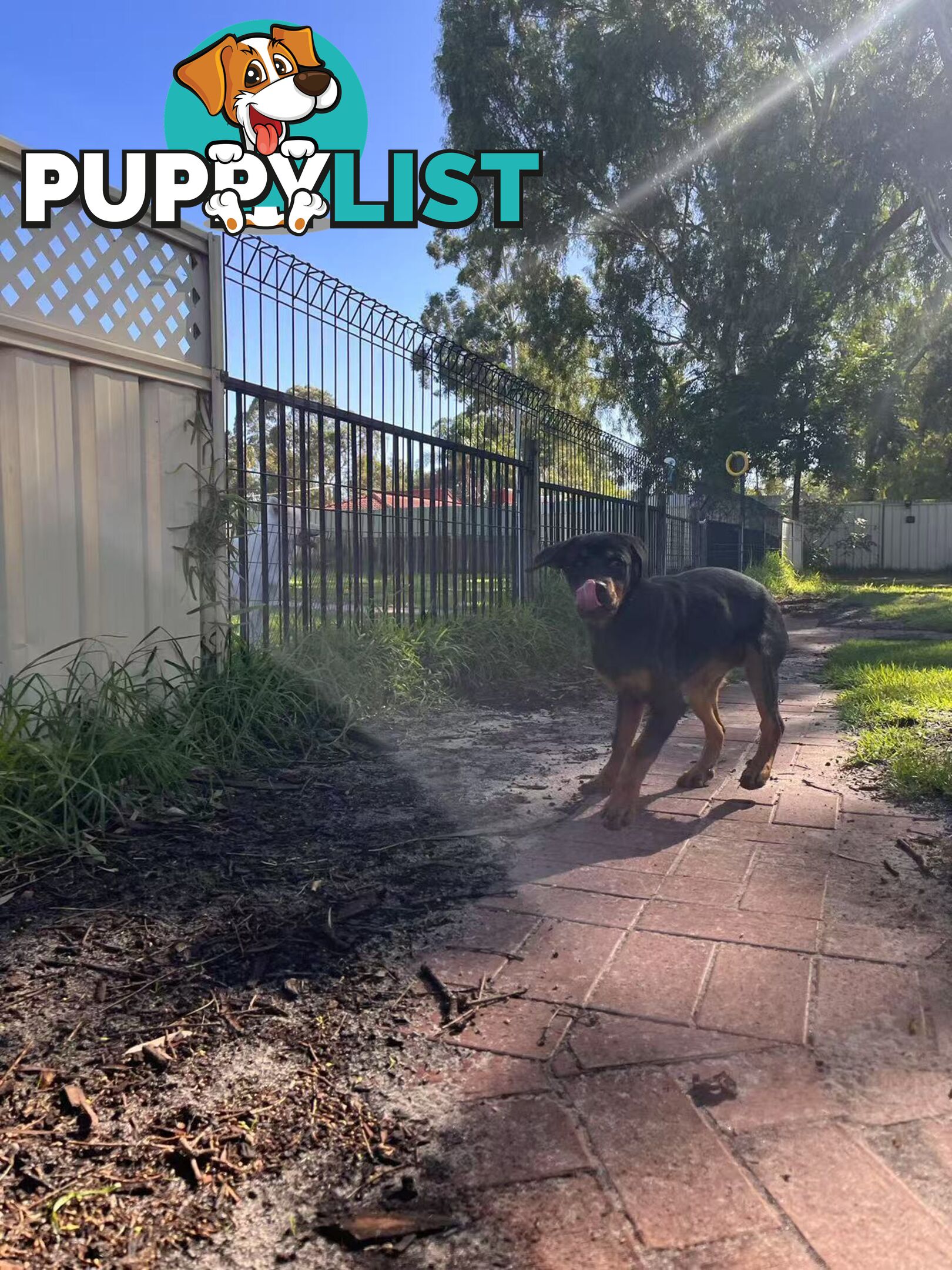 Purebred Female Rottweiler Puppies Ready to go