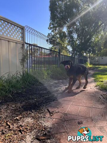 Purebred Female Rottweiler Puppies Ready to go