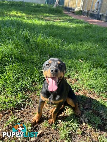 Purebred Female Rottweiler Puppies Ready to go