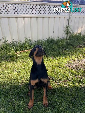 Purebred Female Rottweiler Puppies Ready to go