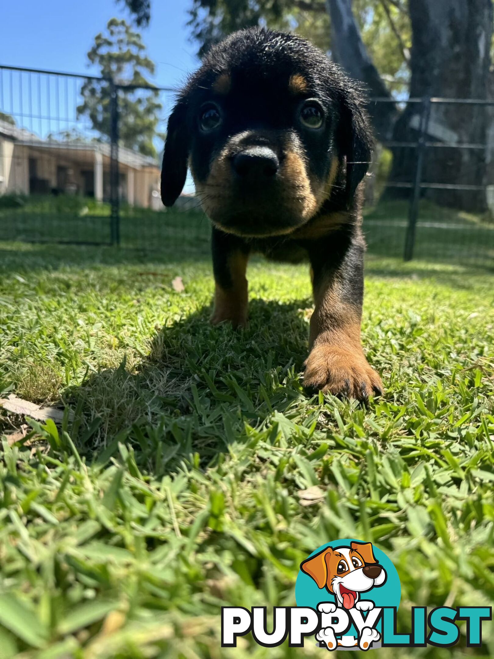 Purebred Female Rottweiler Puppies Ready to go