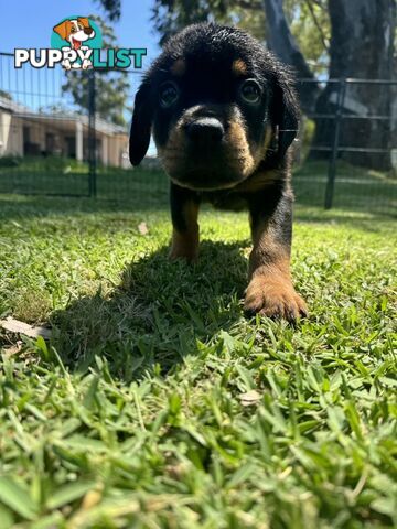 Purebred Female Rottweiler Puppies Ready to go