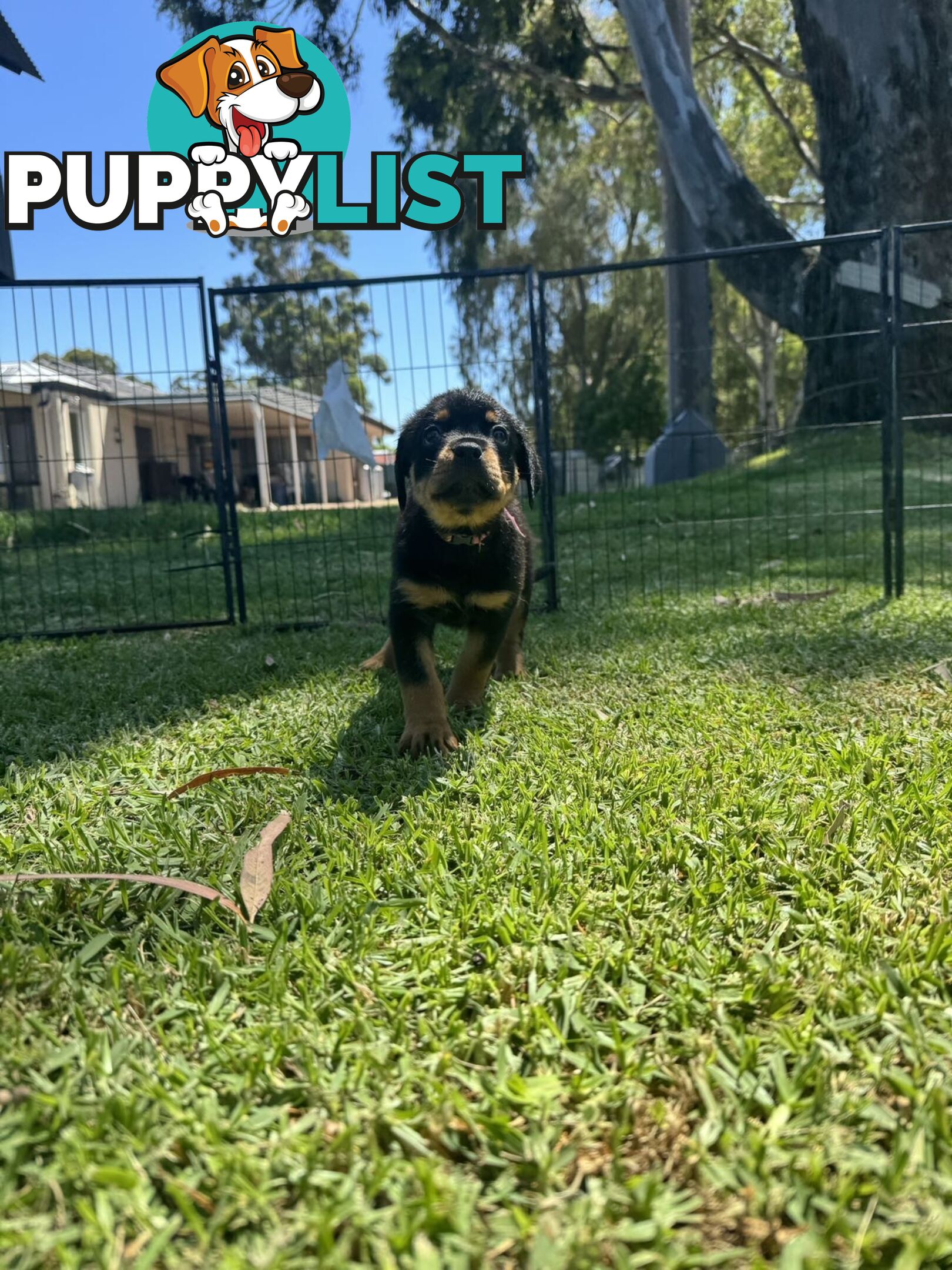 Purebred Female Rottweiler Puppies Ready to go