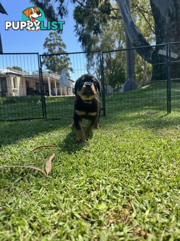 Purebred Female Rottweiler Puppies Ready to go