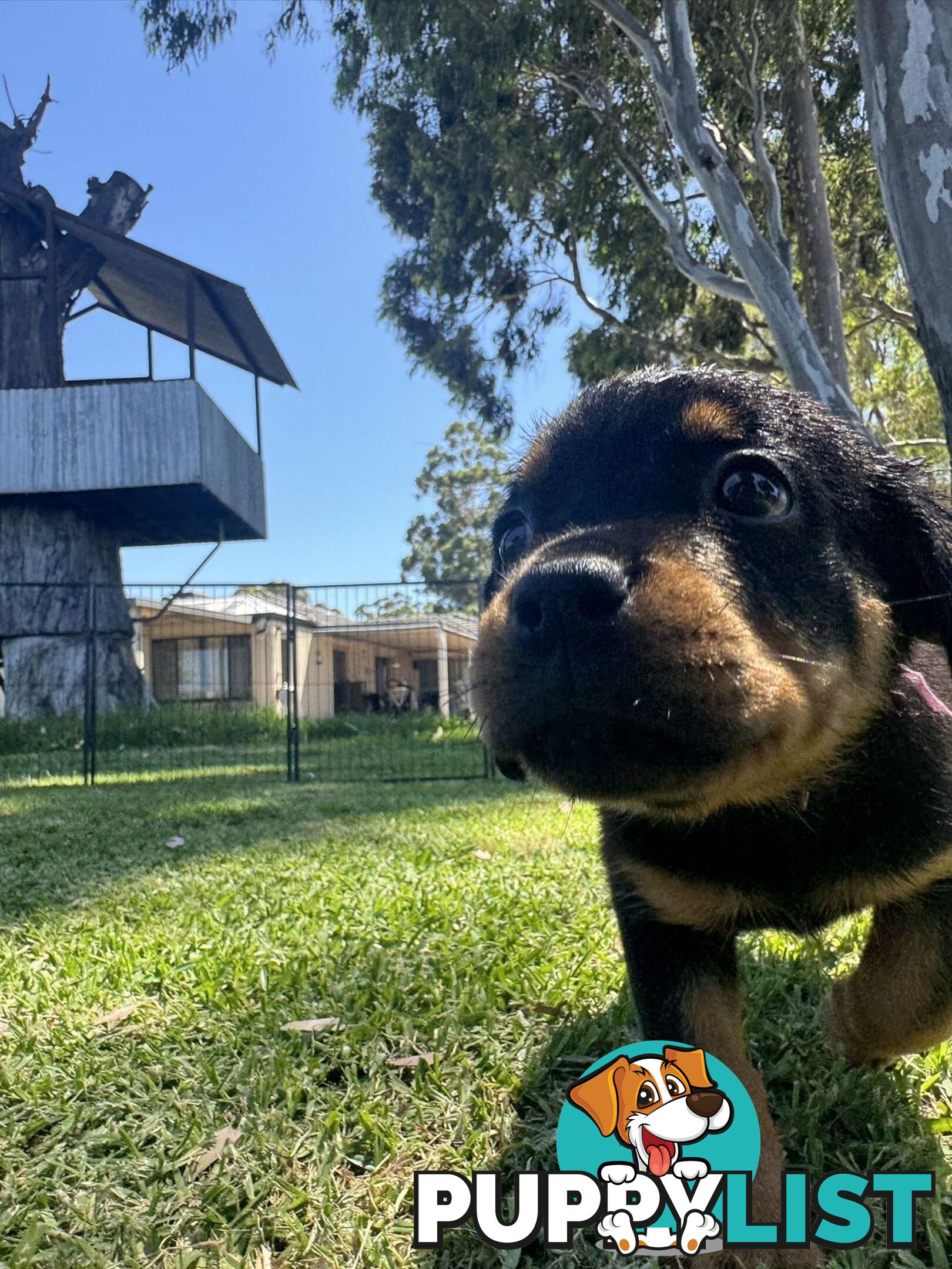 Purebred Female Rottweiler Puppies Ready to go