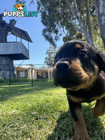 Purebred Female Rottweiler Puppies Ready to go