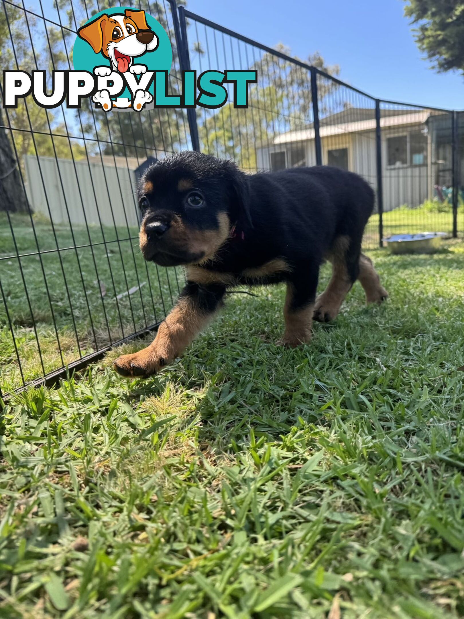 Purebred Female Rottweiler Puppies Ready to go