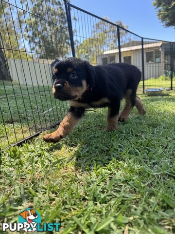 Purebred Female Rottweiler Puppies Ready to go