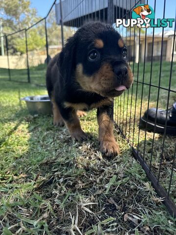 Purebred Female Rottweiler Puppies Ready to go