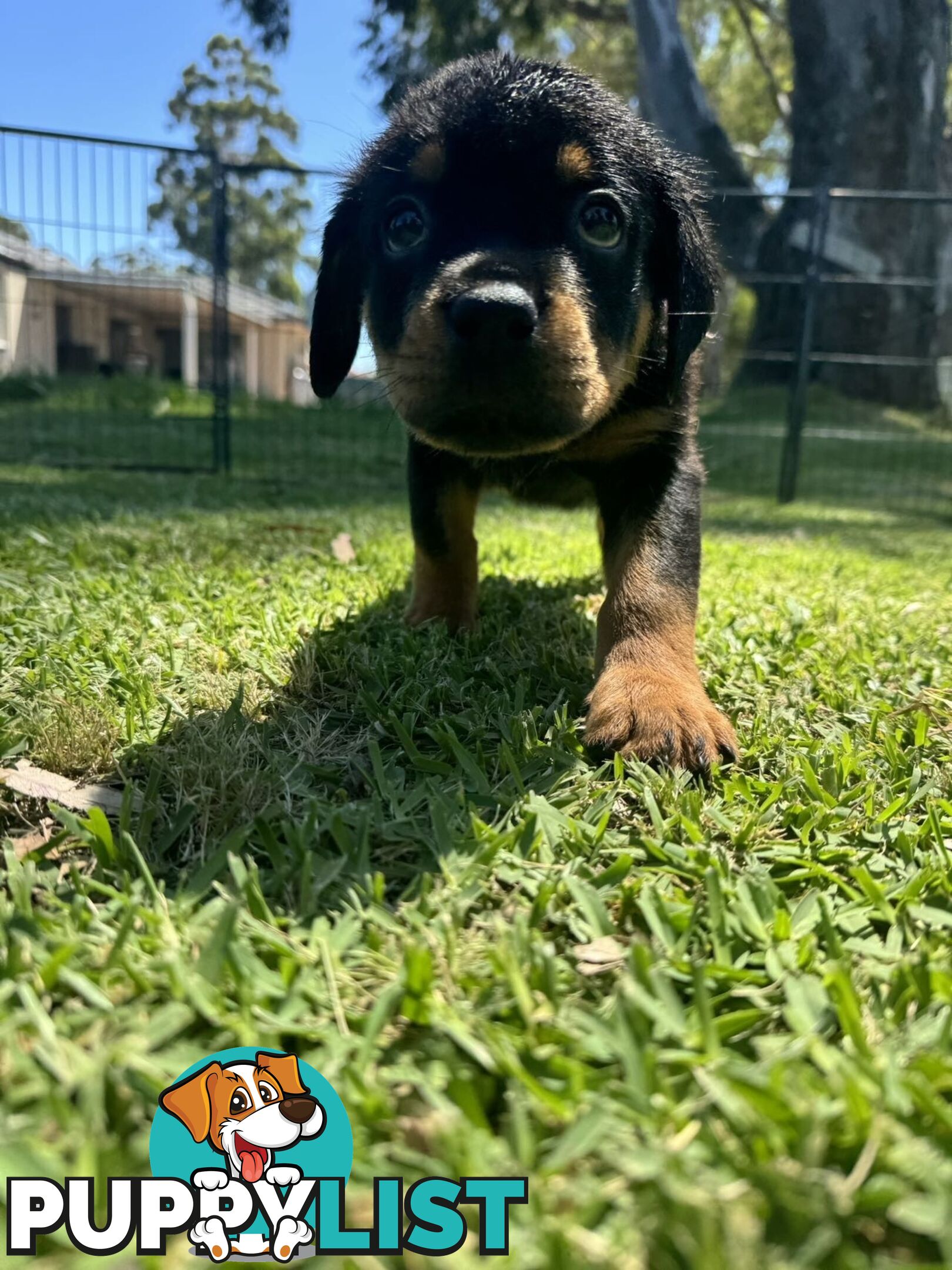 Purebred Female Rottweiler Puppies Ready to go