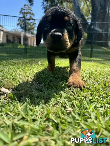 Purebred Female Rottweiler Puppies Ready to go