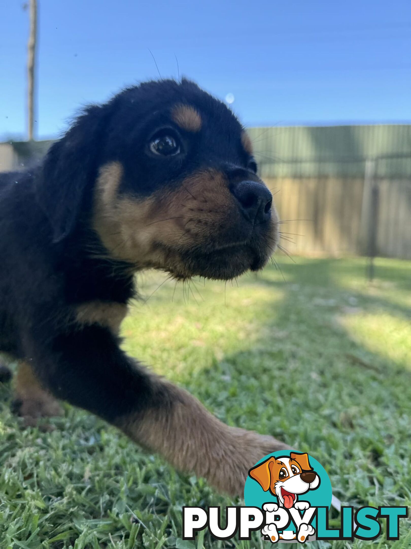 Purebred Female Rottweiler Puppies Ready to go