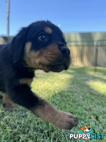 Purebred Female Rottweiler Puppies Ready to go