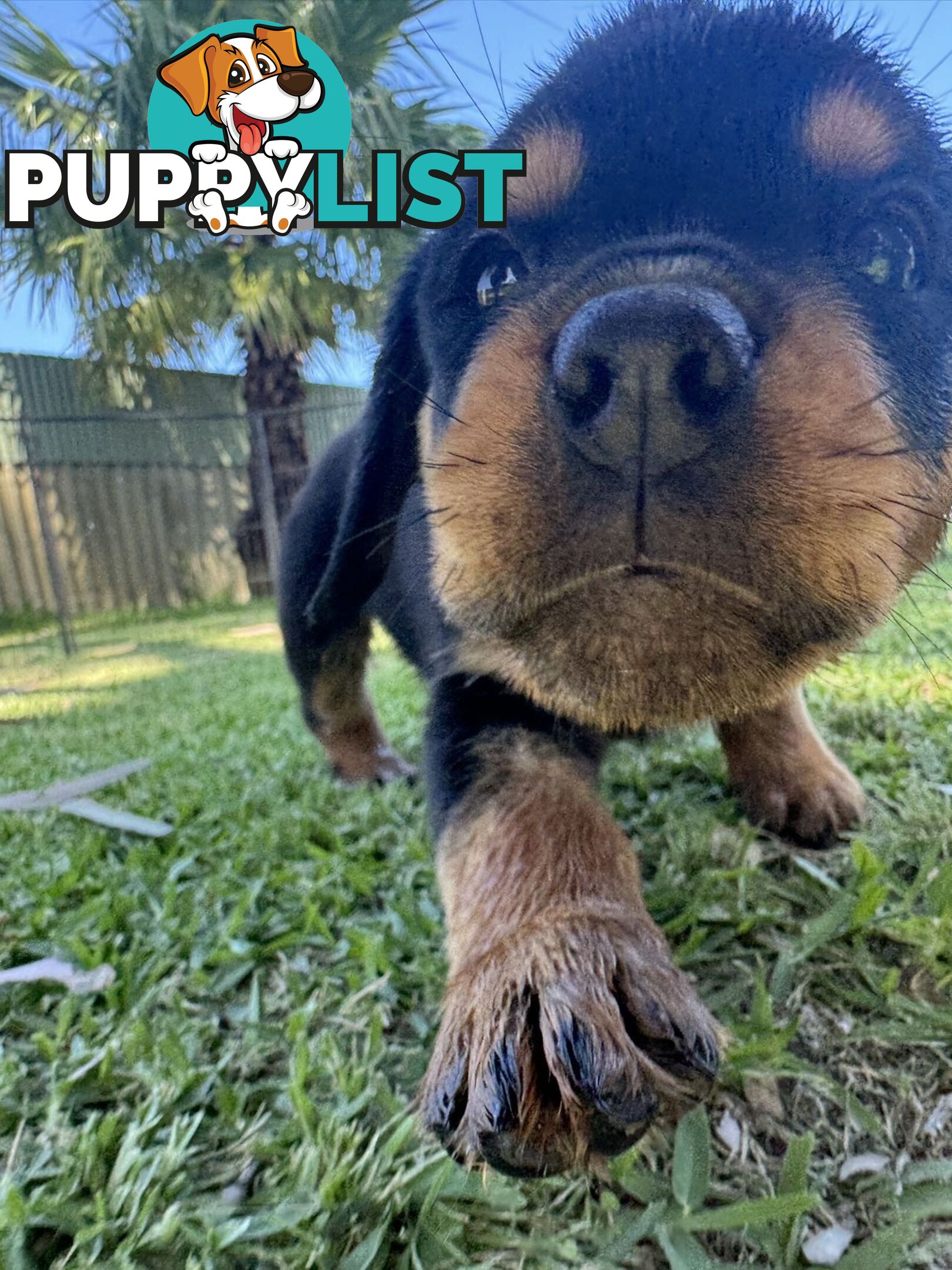 Purebred Female Rottweiler Puppies Ready to go