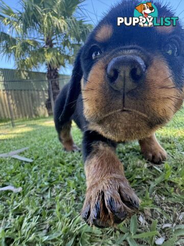 Purebred Female Rottweiler Puppies Ready to go