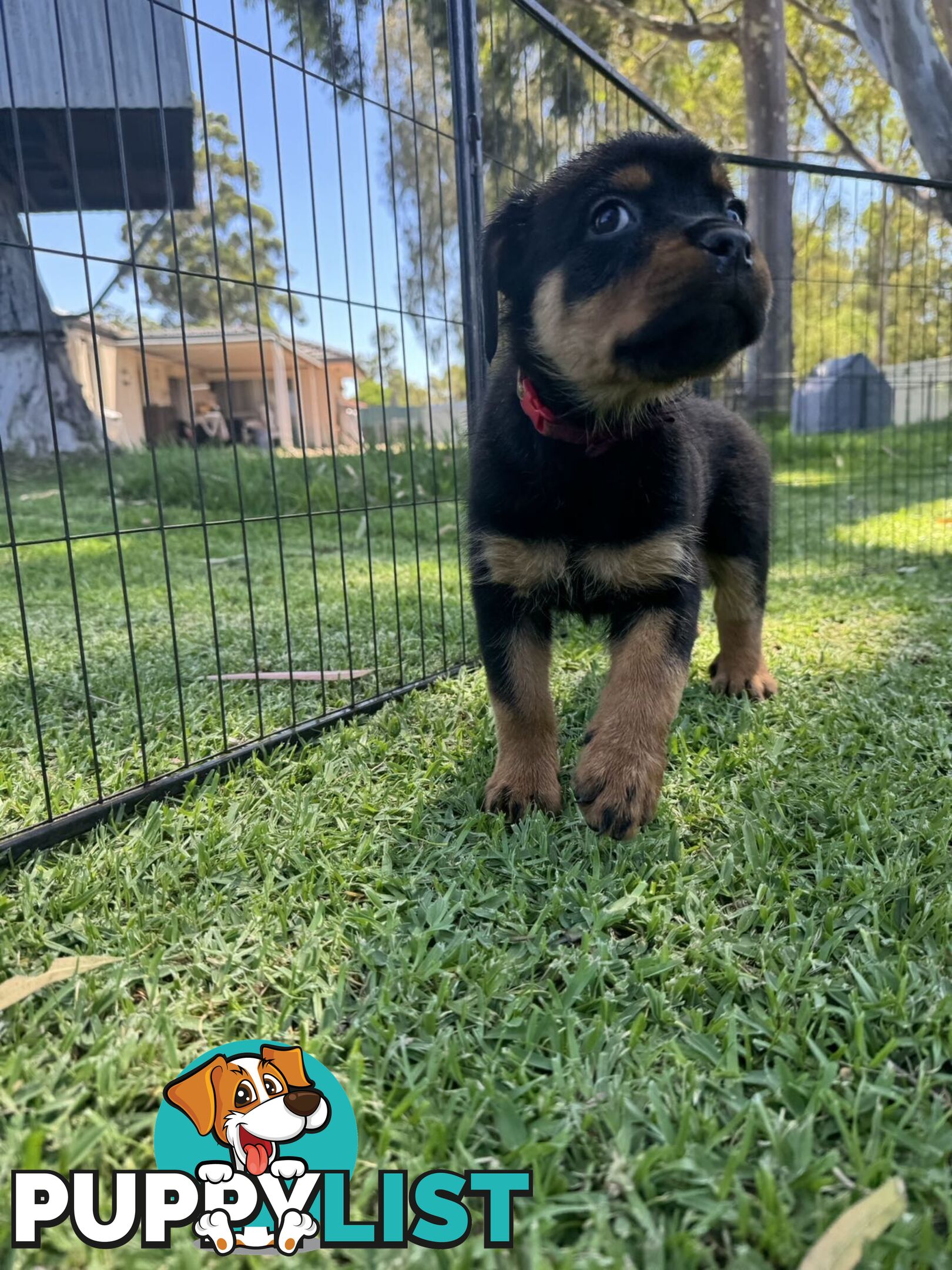 Purebred Female Rottweiler Puppies Ready to go