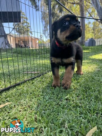 Purebred Female Rottweiler Puppies Ready to go