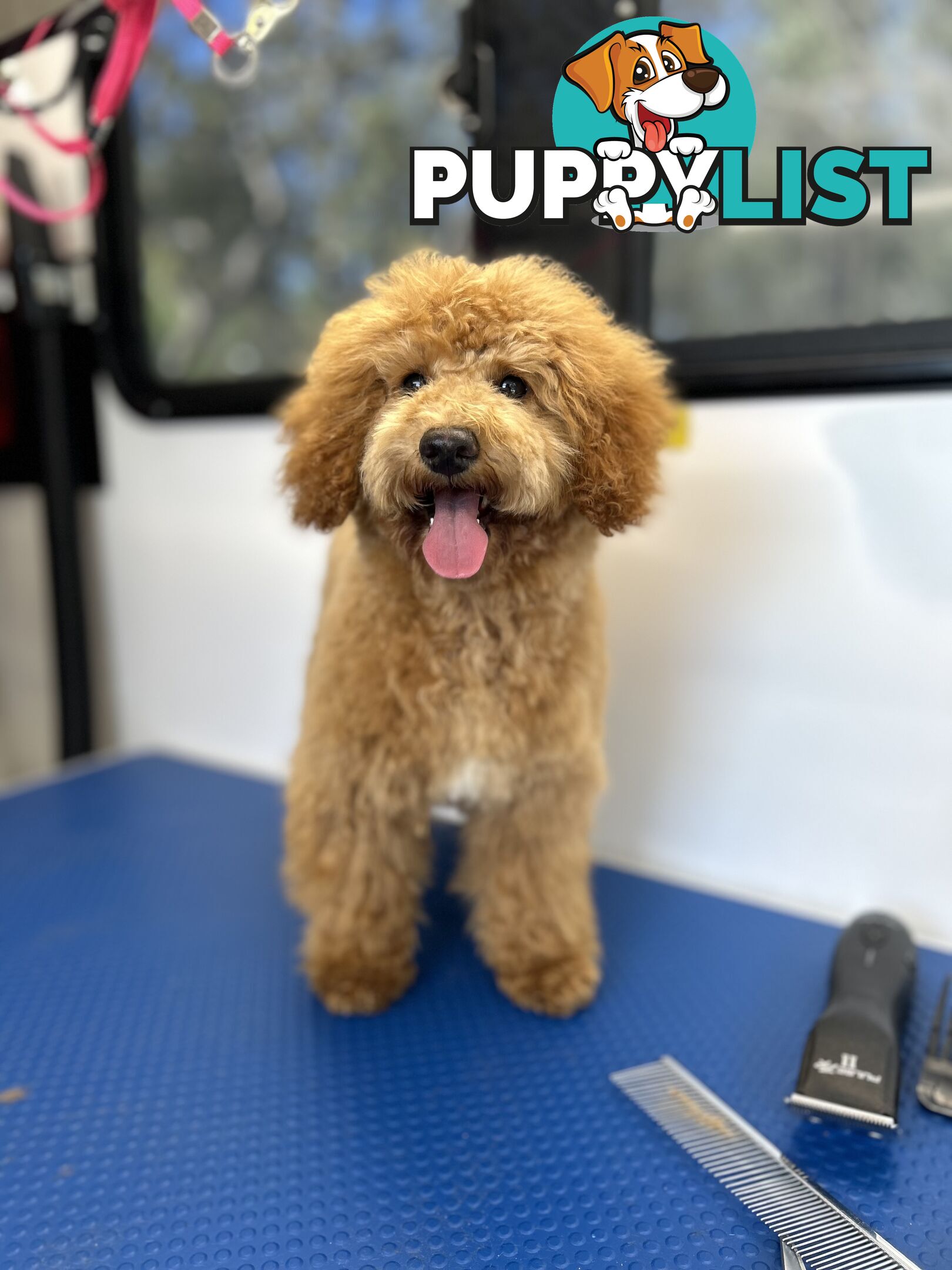 Toy Poodle 6 Months Parents DNA Cleared