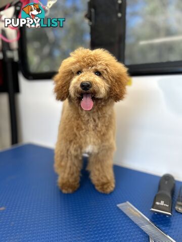 Toy Poodle 6 Months Parents DNA Cleared