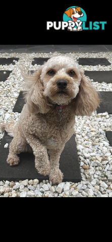 Female Red And White Cavoodle Dog