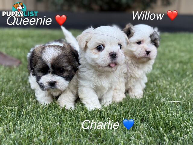 MALTESE SHIH TZU / SHITZU PUPPIES - Ready for Christmas!