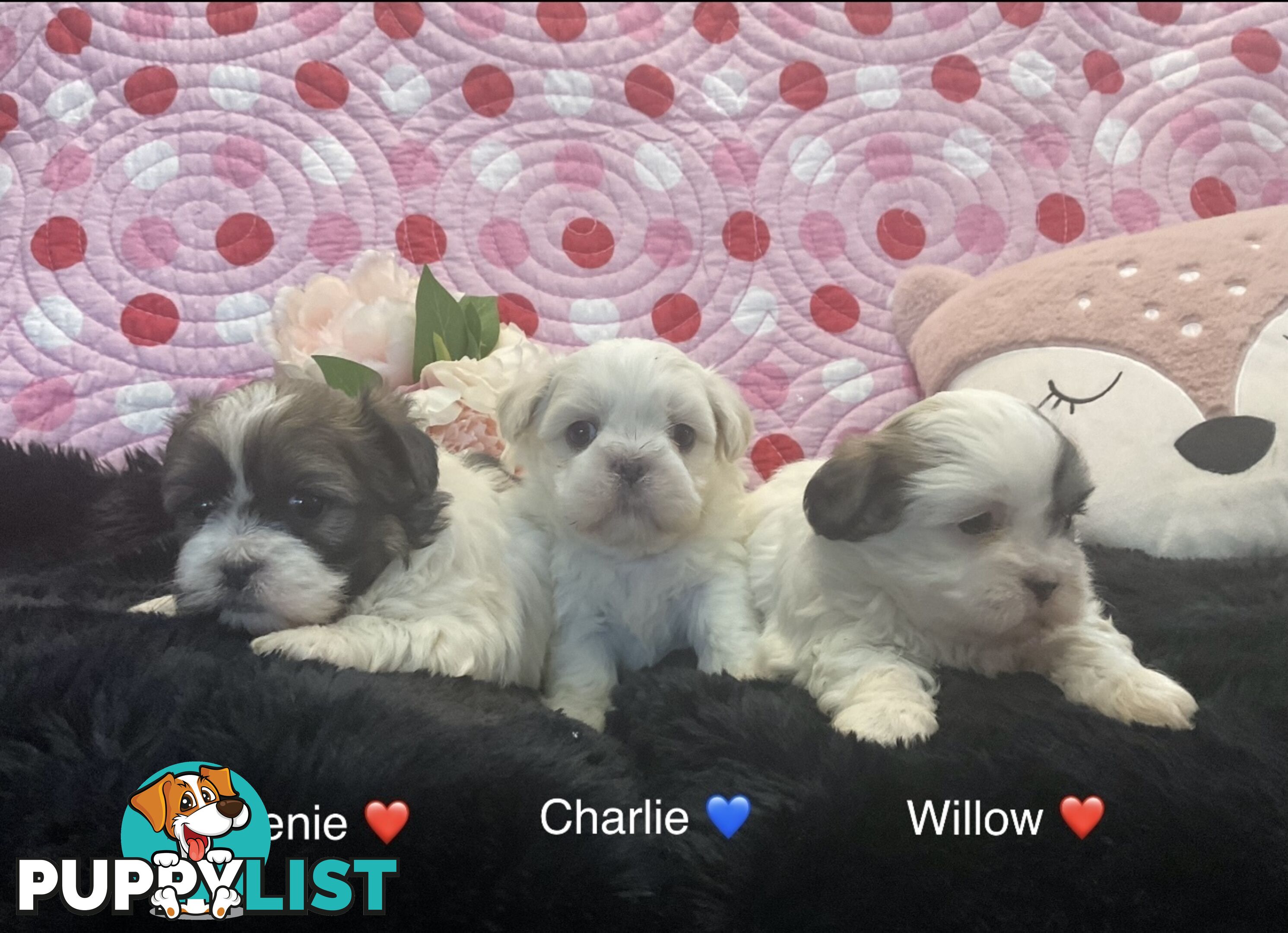 MALTESE SHIH TZU / SHITZU PUPPIES - Ready for Christmas!