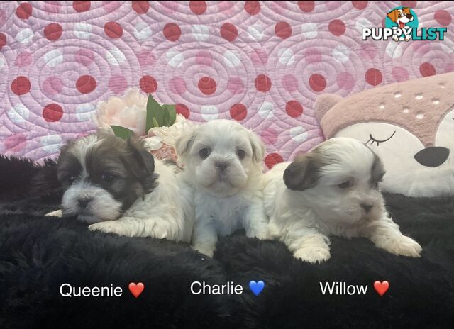 MALTESE SHIH TZU / SHITZU PUPPIES - Ready for Christmas!