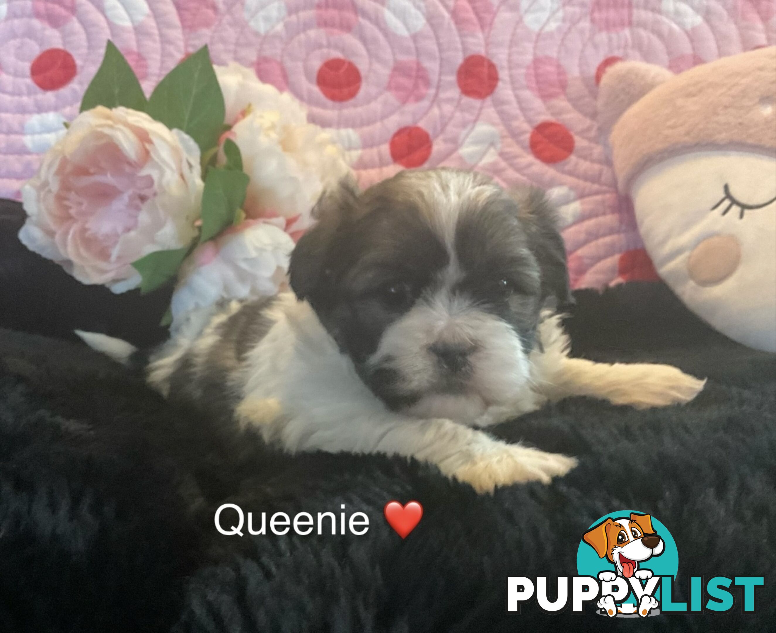 MALTESE SHIH TZU / SHITZU PUPPIES - Ready for Christmas!