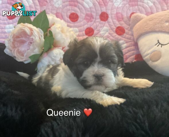 MALTESE SHIH TZU / SHITZU PUPPIES - Ready for Christmas!