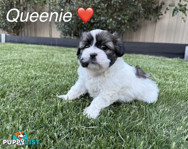 MALTESE SHIH TZU / SHITZU PUPPIES - Ready for Christmas!