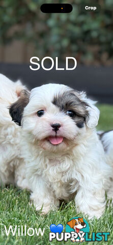 MALTESE SHIH TZU / SHITZU PUPPIES - LAST PUPPY LEFT !!