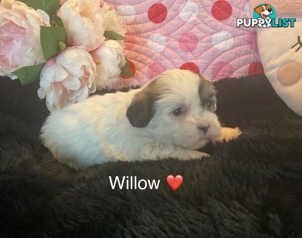 MALTESE SHIH TZU / SHITZU PUPPIES - Ready for Christmas!